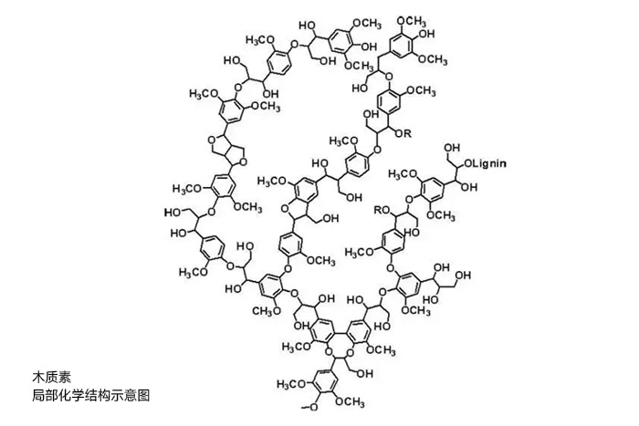 木质素局部化学结构示意图