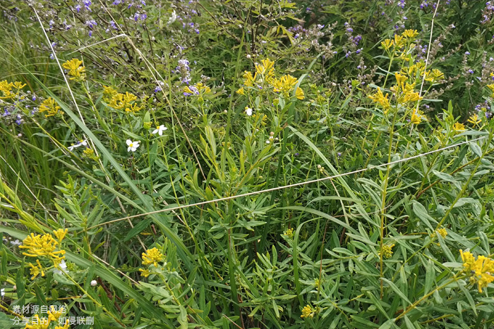 瑞香料荛花